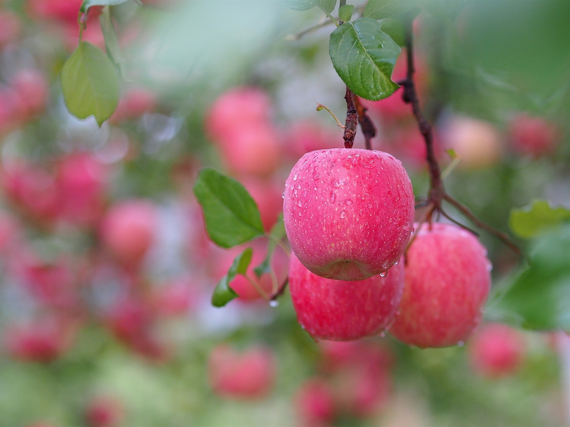 Red apples, after rain, tree, twigs, water drops wallpaper ...