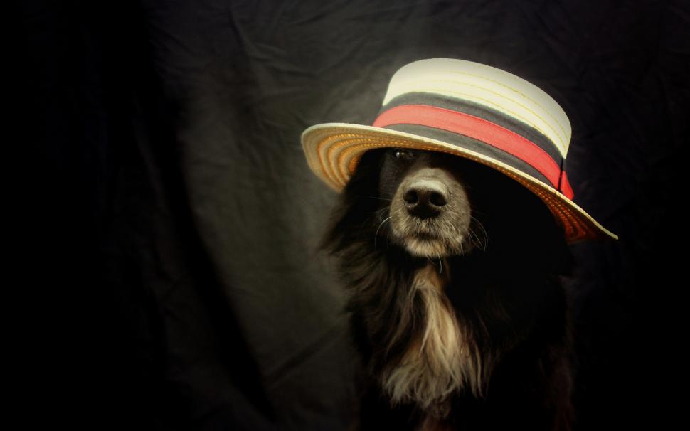 Funny Dog With Hat wallpaper | animals | Wallpaper Better