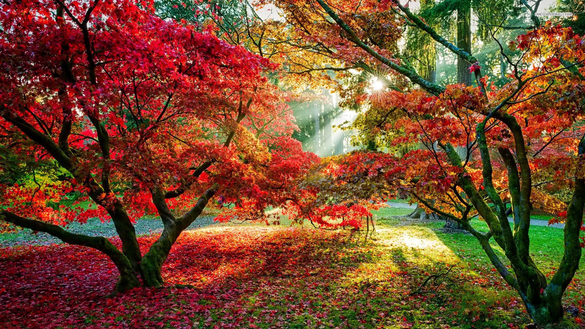 Trees Forest Sun Rays Fall Leaves Red Leaves Path Wallpaper