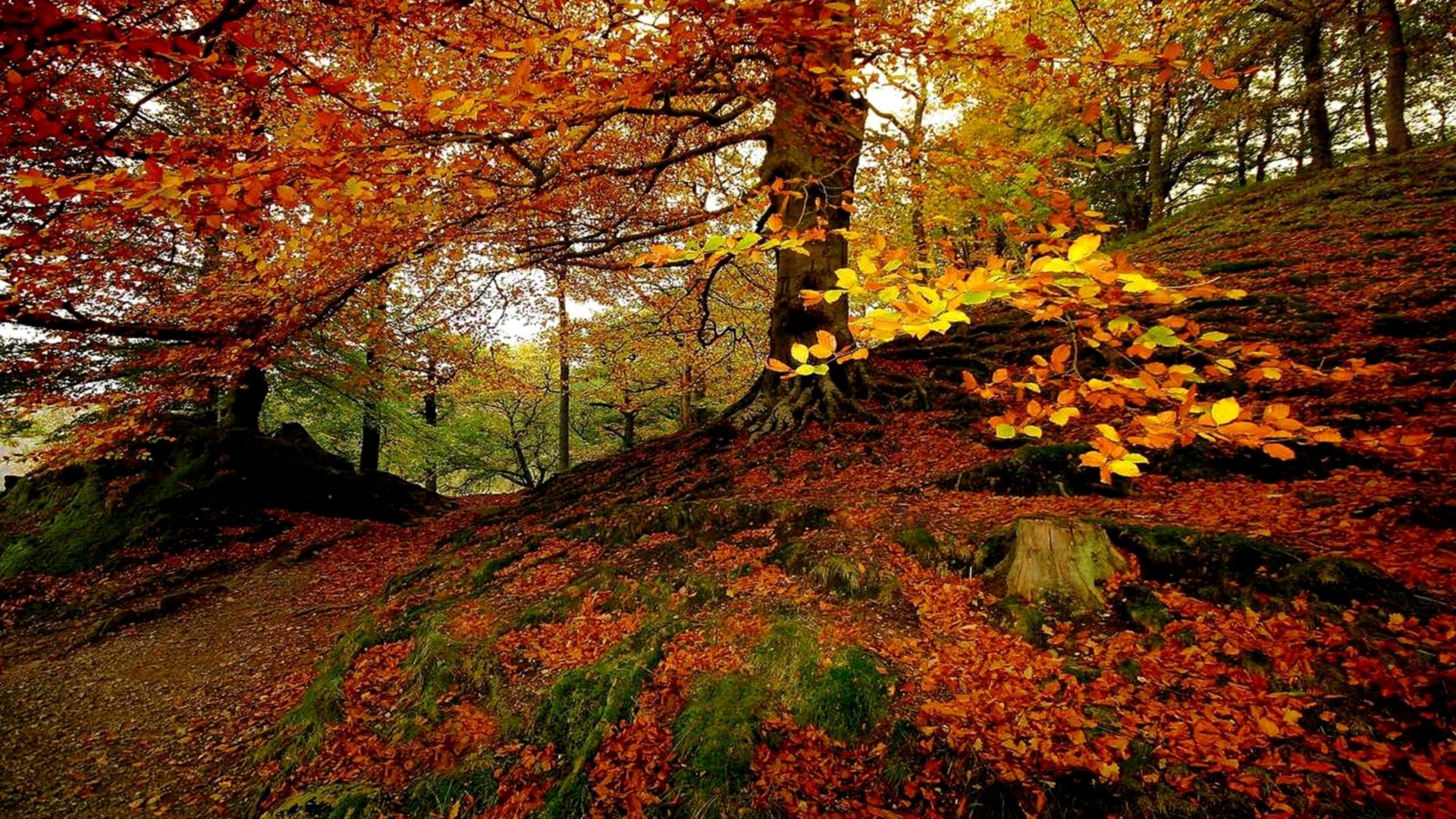 Autumnal Forest wallpaper | nature and landscape | Wallpaper Better