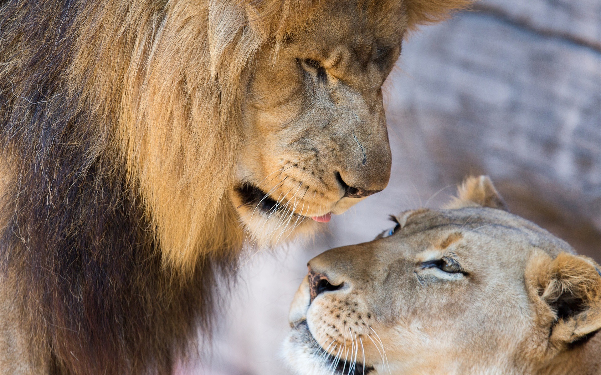 Lion, lioness, love, couple wallpaper | animals ...
