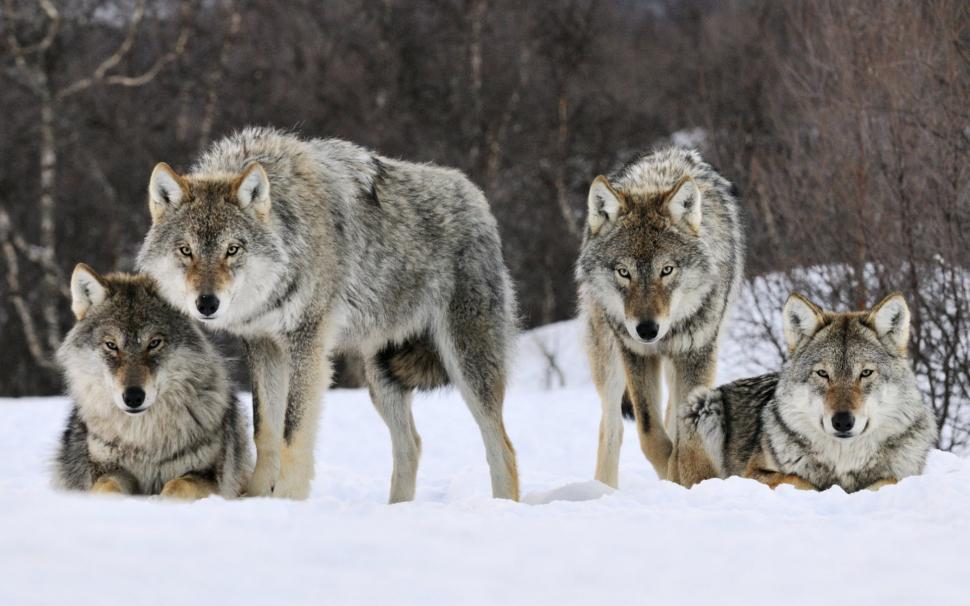 Gray Wolves Norway wallpaper,norway HD wallpaper,gray HD wallpaper,wolves HD wallpaper,1920x1200 wallpaper