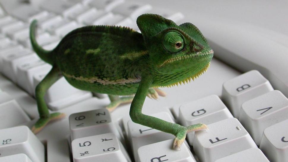 Chameleon Lizard Keyboard HD wallpaper,animals wallpaper,lizard wallpaper,chameleon wallpaper,keyboard wallpaper,1366x768 wallpaper