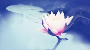 beautiful lotus Lotus waterlily Abstract photography HD wallpaper thumb