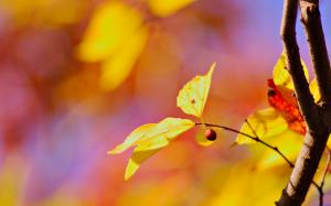 Yellow leaves, red berry wallpaper thumb