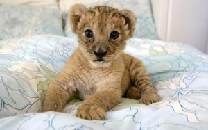Cute Baby Lion Cub wallpaper thumb