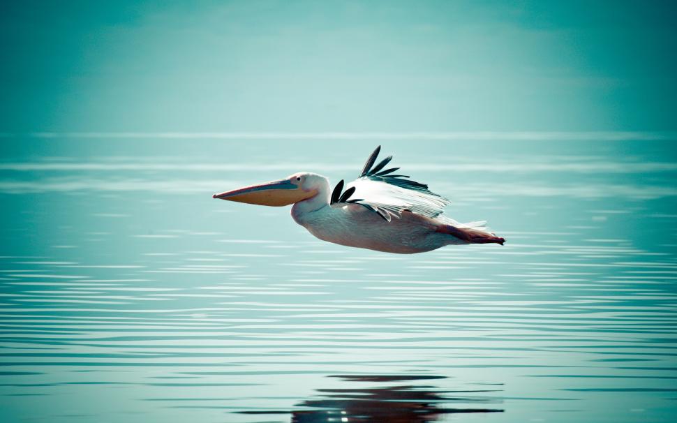 Pelican Flying Over Water wallpaper,pelican HD wallpaper,water HD wallpaper,2560x1600 wallpaper