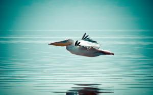 Pelican Flying Over Water wallpaper thumb
