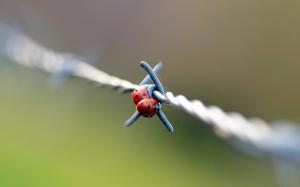 Two Ladybugs On The Barbed-wire wallpaper thumb