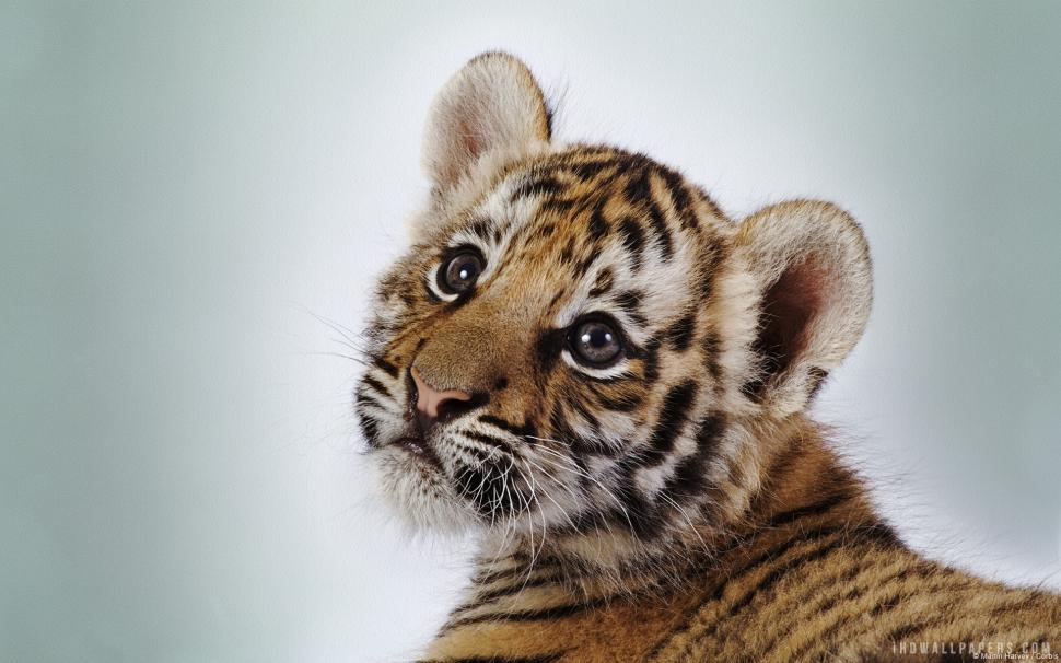 Tiger Cub wallpaper,tiger HD wallpaper,1920x1200 wallpaper