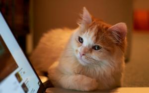 Cat looking at laptop wallpaper thumb