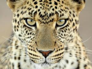 Leopard, Animals, Eyes, Yellow Fur, Photography, Depth Of Field wallpaper thumb