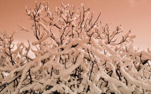 Snow Winter Tree Branches For Desktop wallpaper thumb