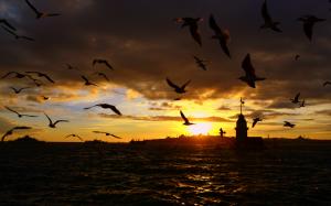 Istanbul Sunset Birds Ocean HD wallpaper thumb