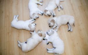 Dogs Puppy Sleep HD wallpaper thumb