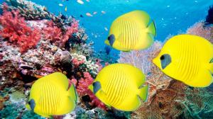 Animals Fishes Ocean Sea Life Tropical Underwater Water Color Yellow Bright Reef Coral Eyes Best wallpaper thumb
