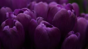 Lilac Tulips wallpaper thumb