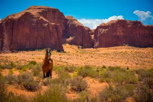 Nature, Sandstone, Landscape, Horse, Desert, Grass wallpaper thumb
