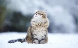 Cats Humor Winter Snow Flakes Free Desktop Background wallpaper thumb