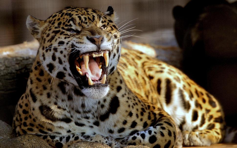 Jaguar Teeth HD wallpaper,animals HD wallpaper,jaguar HD wallpaper,teeth HD wallpaper,1920x1200 wallpaper