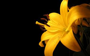 Yellow Lily Flower wallpaper thumb