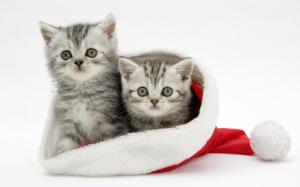 Cute Christmas Kittens wallpaper thumb