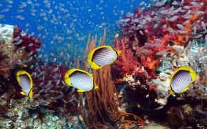 Marine tropical fish wallpaper thumb