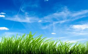 Green Grass And Blue Sky wallpaper thumb