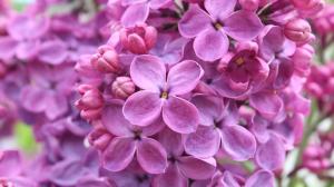 Flowers close-up, purple color lilac macro photography wallpaper thumb