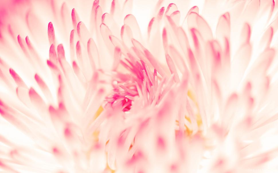 Spring Daisy Petals wallpaper,petals HD wallpaper,daisy HD wallpaper,spring HD wallpaper,2560x1600 wallpaper