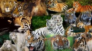 Tiger Predator Leopard Lion Jaguar Cheetah High Resolution Images wallpaper thumb