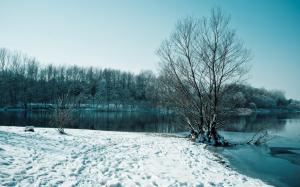 Landscapes Winter Snow Trees High Resolution Pictures wallpaper thumb