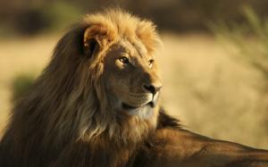 The Male African Lion wallpaper thumb