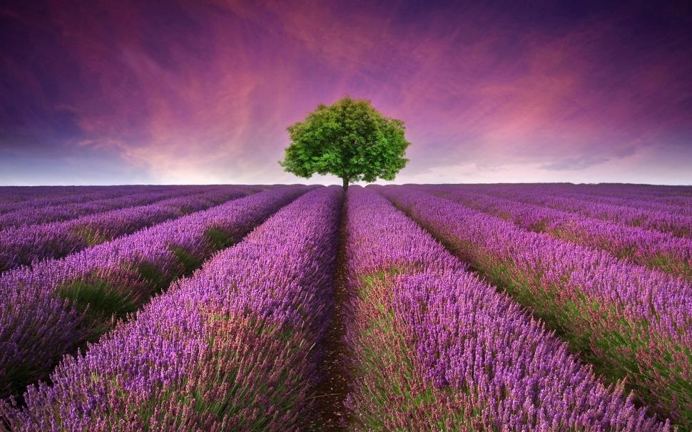 Lavender Field wallpaper,lavender HD wallpaper,field HD wallpaper,tree HD wallpaper,landscape HD wallpaper,2560x1600 wallpaper