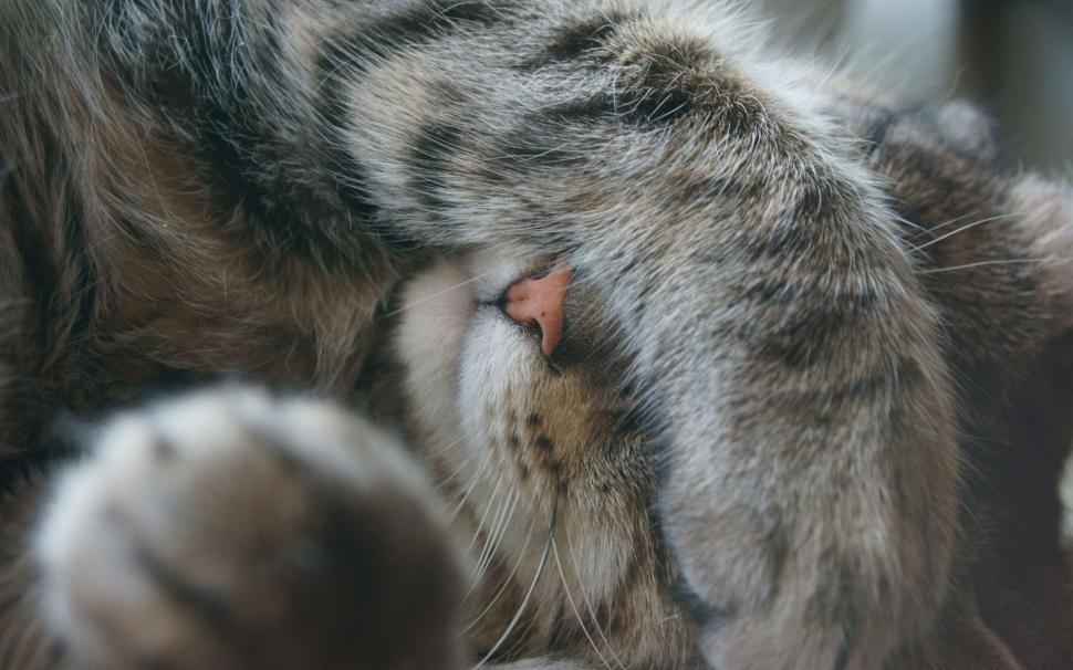 Gray cat covering its face with the paw wallpaper,animals HD wallpaper,1920x1200 HD wallpaper,snout HD wallpaper,1920x1200 wallpaper
