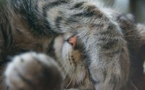 Gray cat covering its face with the paw wallpaper thumb