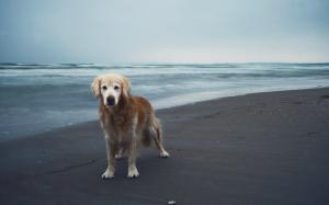 Dog Friend Beach wallpaper thumb