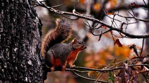 Red squirrel on the tree wallpaper thumb