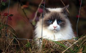 cat, furry, grass, blue-eyed wallpaper thumb