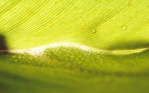 Water Drops on Green Leaf wallpaper thumb