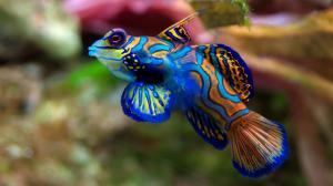 Fish Mandarinfish HD Desktop wallpaper thumb