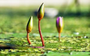 Water lilies wallpaper thumb