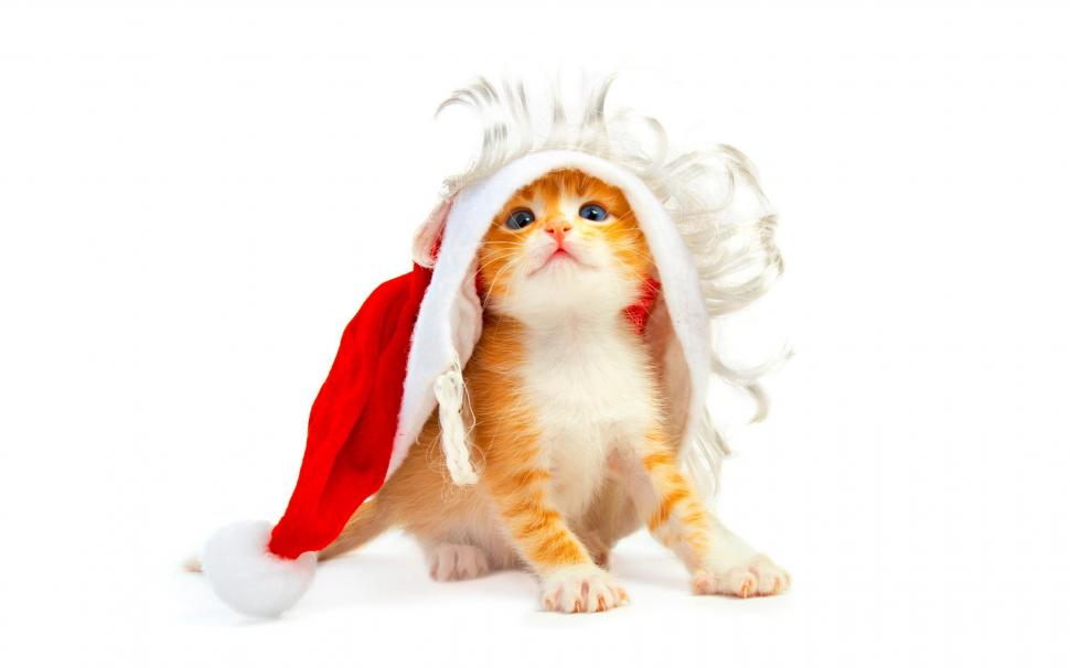 Funny Christmas Cat wallpaper,christmas HD wallpaper,funny HD wallpaper,cute HD wallpaper,x-mas HD wallpaper,widescreen HD wallpaper,adorable HD wallpaper,animals HD wallpaper,2560x1600 wallpaper