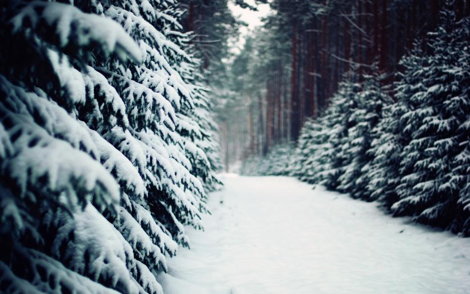 Winter, Snow, Trees, Forest, Path wallpaper,winter wallpaper,snow wallpaper,trees wallpaper,forest wallpaper,path wallpaper,1680x1050 wallpaper