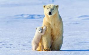 White polar bears, bear mother with cubs, winter, snow wallpaper thumb