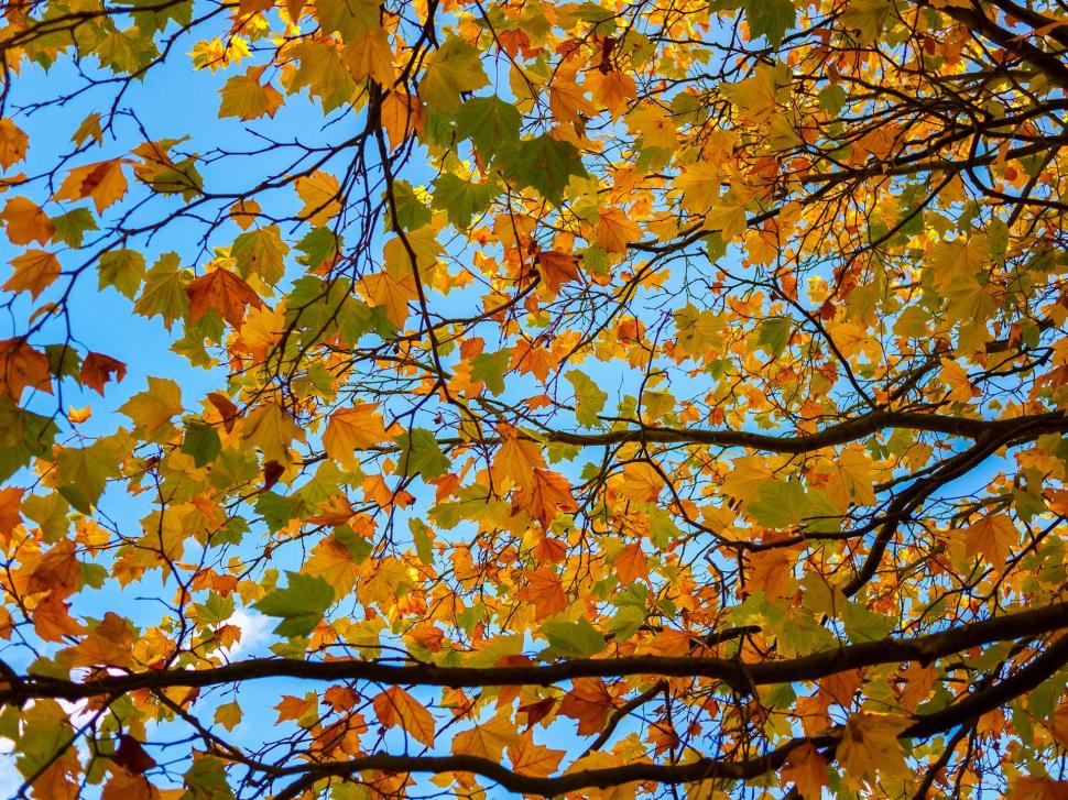 Tree, branches, yellow leaves, autumn wallpaper,Tree HD wallpaper,Branches HD wallpaper,Yellow HD wallpaper,Leaves HD wallpaper,Autumn HD wallpaper,1920x1440 wallpaper