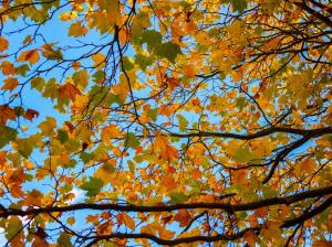 Tree, branches, yellow leaves, autumn wallpaper thumb