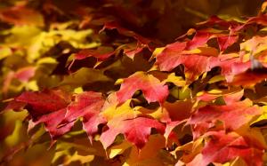 Red leaves, maple, autumn wallpaper thumb