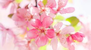 Apple blossom wallpaper thumb