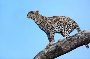 Leopard on tree wallpaper thumb
